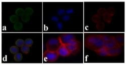 Invitrogen&trade;&nbsp;Phospho-IR/IGF1R (Tyr1158) Polyclonal Antibody