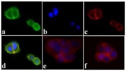 Invitrogen&trade;&nbsp;Phospho-IR/IGF1R (Tyr1162, Tyr1163) Polyclonal Antibody