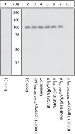 Invitrogen&trade;&nbsp;Phospho-IR/IGF1R (Tyr1158, Tyr1162, Tyr1163) Polyclonal Antibody