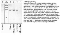 Invitrogen Phospho-INSR (Tyr1328) Polyclonal Antibody 100 &mu;L; Unconjugated:Antibodies,