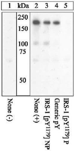 Phospho-IRS1 (Tyr1179) Polyclonal Antibody, Invitrogen 100 &mu;L; Unconjugated:Antibodies,