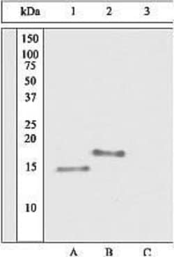 Invitrogen Phospho-PEA15 (Ser116) Polyclonal Antibody 100 &mu;L | Buy Online | Invitrogen&trade; | Fisher Scientific