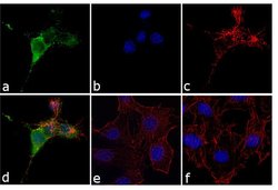 Invitrogen Phospho-Cortactin (Tyr421) Polyclonal Antibody 100 &mu;L; Unconjugated:Antibodies,