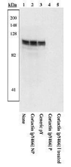 Invitrogen Phospho-Cortactin (Tyr466) Polyclonal Antibody 100 &mu;L; Unconjugated:Antibodies,