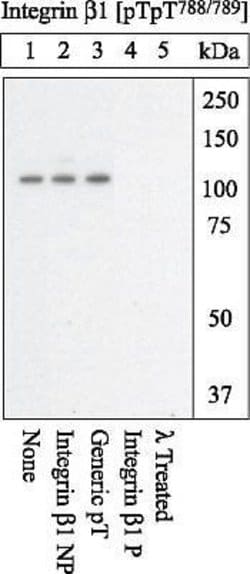 Invitrogen Phospho-ITGB1 (Thr788, Thr789) Polyclonal Antibody 100 &mu;L;