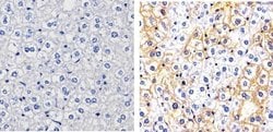 Invitrogen Phospho-c-Met (Tyr1003) Polyclonal Antibody 100 &mu;L; Unconjugated:Antibodies,