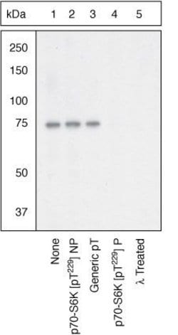 Invitrogen&trade;&nbsp;Phospho-p70 S6 Kinase (Thr229) Polyclonal Antibody