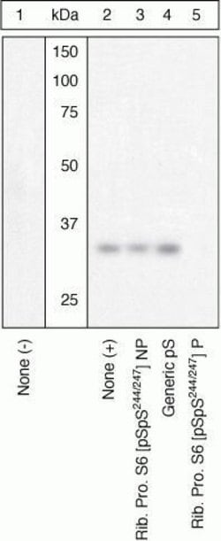 Invitrogen Phospho-S6 (Ser244, Ser247) Polyclonal Antibody 100 &mu;L; Unconjugated:Antibodies,