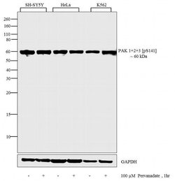 Invitrogen Phospho-PAK1/2/3 (Ser141) Polyclonal Antibody 100 &mu;L; Unconjugated:Antibodies,