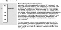 Invitrogen Phospho-NFATC2 (Ser54) Polyclonal Antibody 100 &mu;L; Unconjugated:Antibodies,