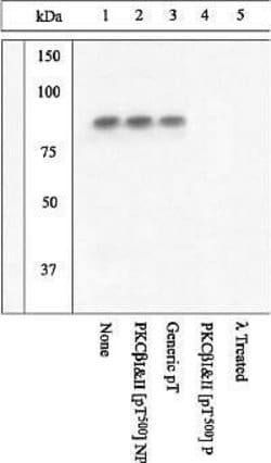 Phospho-PKC beta-1,2 (Thr500) Polyclonal Antibody, Invitrogen 100 &mu;L;