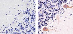Invitrogen Phospho-PKC gamma (Thr674) Polyclonal Antibody 100 &mu;L; Unconjugated:Antibodies,