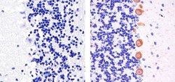 Invitrogen Phospho-PKC gamma (Thr674) Polyclonal Antibody 100 &mu;L; Unconjugated:Antibodies,