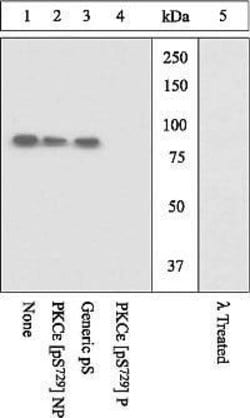 Invitrogen Phospho-PKC epsilon (Ser729) Polyclonal Antibody 100 &mu;L;