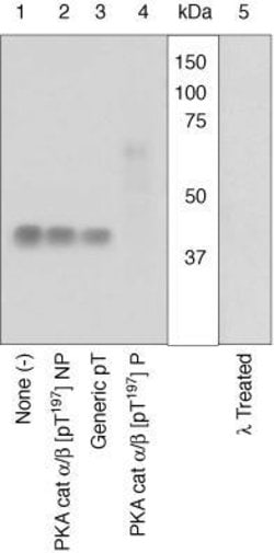 Invitrogen Phospho-PKA alpha/beta (Thr197) Polyclonal Antibody 100 &mu;L;