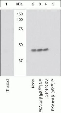Phospho-PKA beta (Ser338) Polyclonal Antibody, Invitrogen 100 &mu;L; Unconjugated:Antibodies,