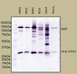 Invitrogen NNT Monoclonal Antibody (8B4BB10) 100 &mu;g; Unconjugated:Antibodies,