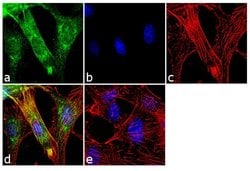 Invitrogen Doublecortin Polyclonal Antibody 100 &mu;g; Unconjugated:Antibodies,