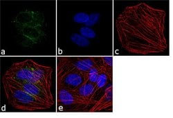 Invitrogen VGLUT1 Polyclonal Antibody 100 &mu;g; Unconjugated:Antibodies,