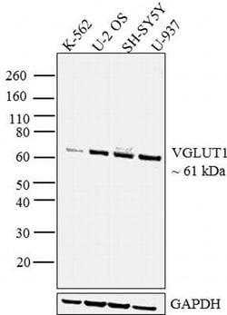 Invitrogen VGLUT1 Polyclonal Antibody 100 &mu;g; Unconjugated:Antibodies,
