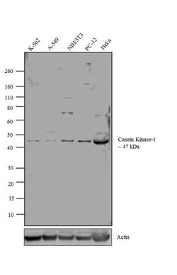 Invitrogen CK1 epsilon Polyclonal Antibody 100 &mu;g; Unconjugated:Antibodies,