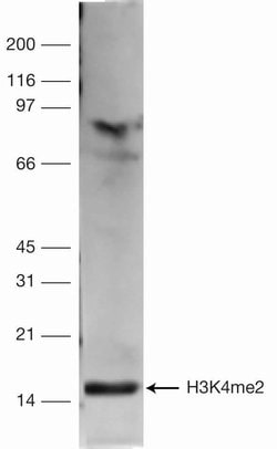 Invitrogen H3K4me2 Polyclonal Antibody 100 &mu;L; Unconjugated:Antibodies,