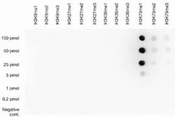 Invitrogen H3K79me1 Polyclonal Antibody 100 &mu;L; Unconjugated:Antibodies,