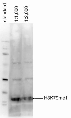 Invitrogen H3K79me1 Polyclonal Antibody 100 &mu;L; Unconjugated:Antibodies,