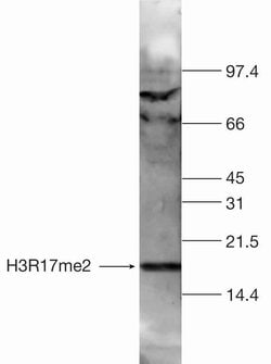 Invitrogen H3R17me2a Polyclonal Antibody 100 &mu;L | Buy Online | Invitrogen&trade; | Fisher Scientific