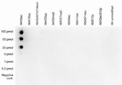 Invitrogen H4K8ac Polyclonal Antibody 100 &mu;L; Unconjugated:Anticorps,