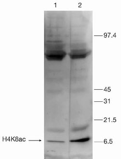 Invitrogen H4K8ac Polyclonal Antibody 100 &mu;L; Unconjugated:Anticorps,