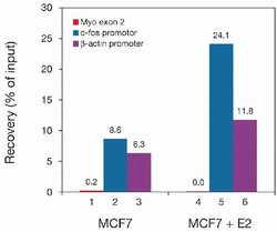 RNA pol II CTD Monoclonal Antibody, Invitrogen 100 &mu;L; Unconjugated:Antibodies,