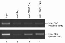 Invitrogen RFXAP Polyclonal Antibody 50 &mu;g; Unconjugated:Antibodies,