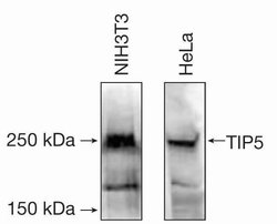 Invitrogen BAZ2A Polyclonal Antibody 100 &mu;L; Unconjugated:Antibodies,
