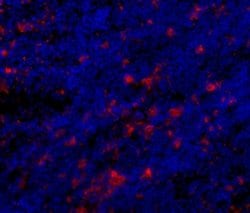 Invitrogen CD68 Monoclonal Antibody (FA-11), eFluor 660, eBioscience:Antibodies:Primary