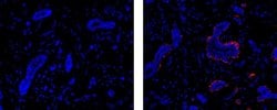Invitrogen&trade;&nbsp;Smooth Muscle Myosin Monoclonal Antibody (SMMS-1), eFluor&trade; 660, eBioscience&trade;
