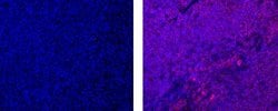 Invitrogen Phospho-BTK/ITK (Tyr551, Tyr511) Monoclonal Antibody (M4G3LN),