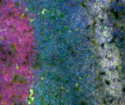 Invitrogen Marginal Zone B Cells Monoclonal Antibody (HIS57), eFluor 660,