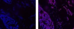 Invitrogen Cyclin E Monoclonal Antibody (HE12), eFluor 660, eBioscience