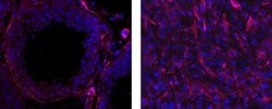 Invitrogen Desmin Monoclonal Antibody (DE-U-10), eFluor 660, eBioscience:Antibodies:Primary