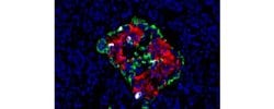 Invitrogen Somatostatin Monoclonal Antibody (ICDCLS), eFluor 660, eBioscience