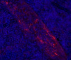 Invitrogen LAMP5 (BAD-LAMP) Monoclonal Antibody (34.2), eFluor 660, eBioscience