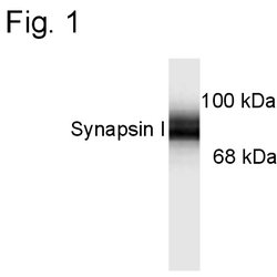 Synapsin 1 Polyclonal Antibody, Invitrogen™ 10 μg; Unconjugated ...