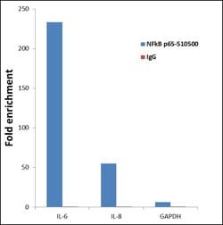 Invitrogen NFkB p65 Polyclonal Antibody 100 &mu;g; Unconjugated:Antibodies,