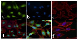 Invitrogen NFkB p65 Polyclonal Antibody 100 &mu;g; Unconjugated:Antibodies,