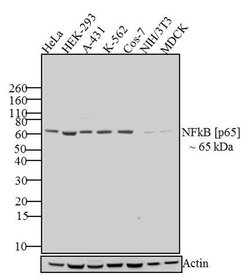 Invitrogen NFkB p65 Polyclonal Antibody 100 &mu;g; Unconjugated:Antibodies,