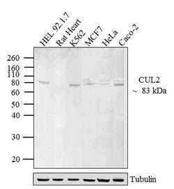 Invitrogen Cullin 2 Polyclonal Antibody 100 &mu;g; Unconjugated:Antibodies,