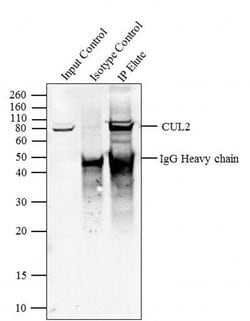 Invitrogen Cullin 2 Polyclonal Antibody 100 &mu;g; Unconjugated:Antibodies,