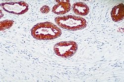 Invitrogen PTEN Polyclonal Antibody 200 &mu;g; Unconjugated:Antibodies,