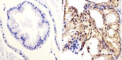 Invitrogen PTEN Polyclonal Antibody 200 &mu;g; Unconjugated:Antibodies,